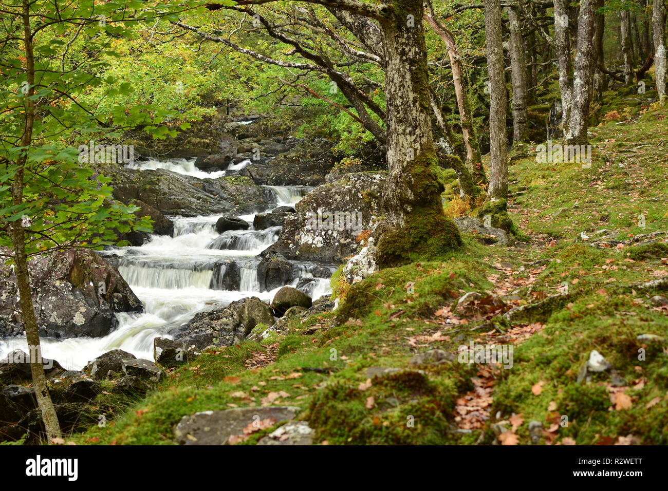Beautiful woodland waterfall hi-res stock photography and images - Alamy
