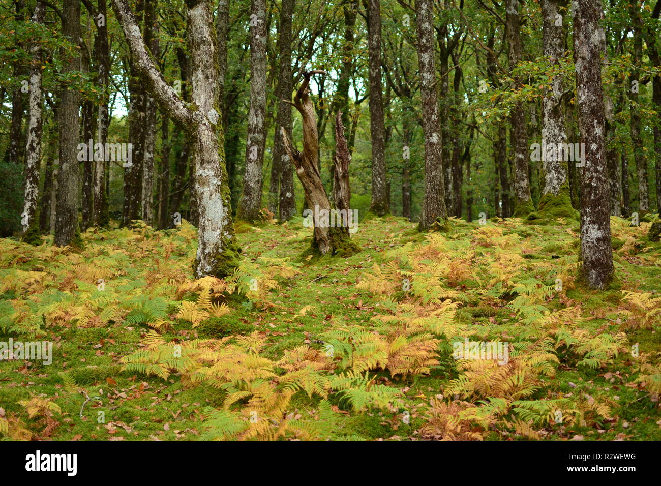 Colourful Autumn Ferns on a Mountain Woodland Floor Stock Photo
