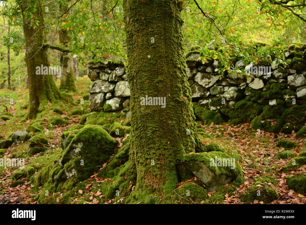 Old mossy oak tree hi-res stock photography and images - Alamy