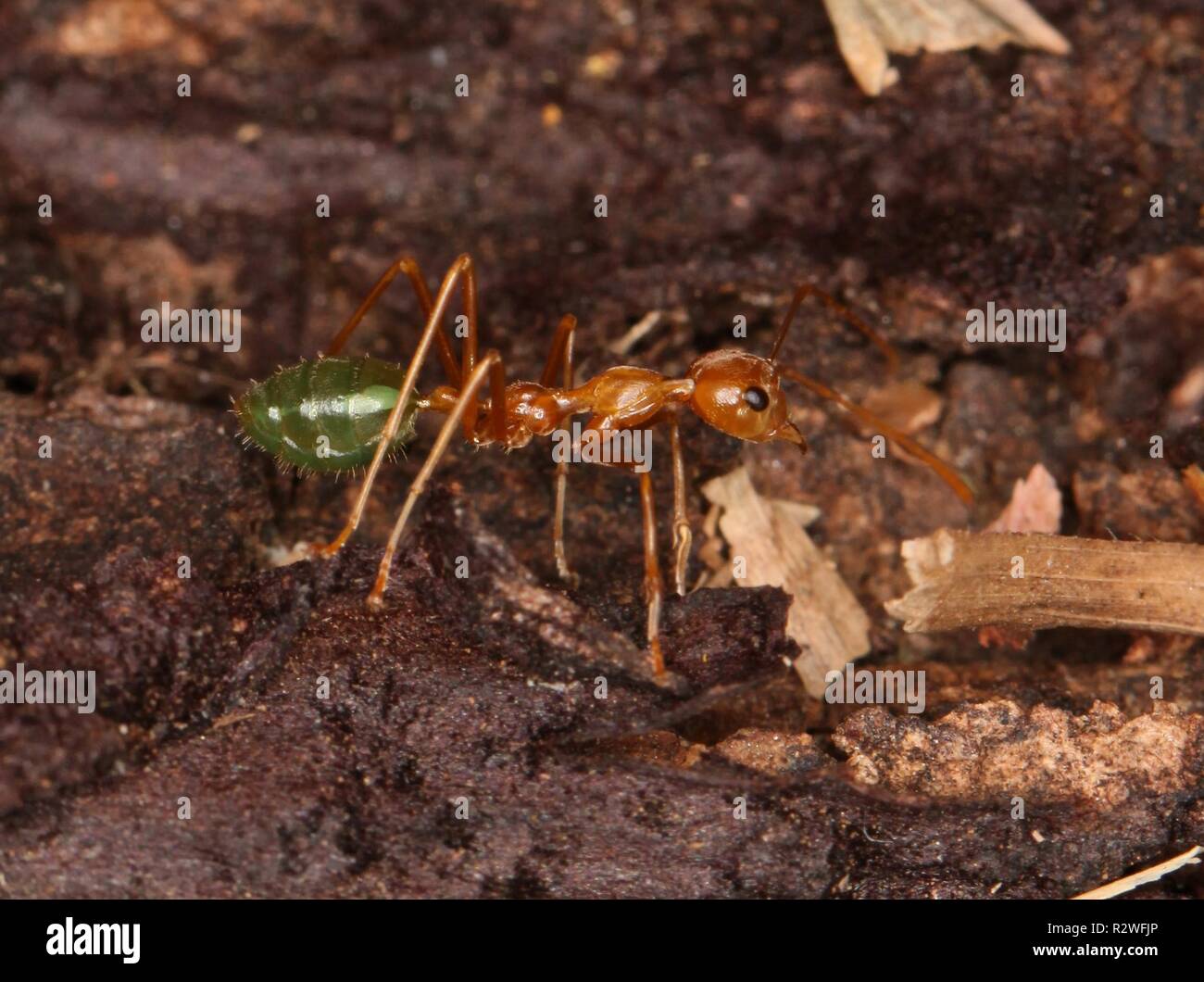 weaver ant 1 Stock Photo