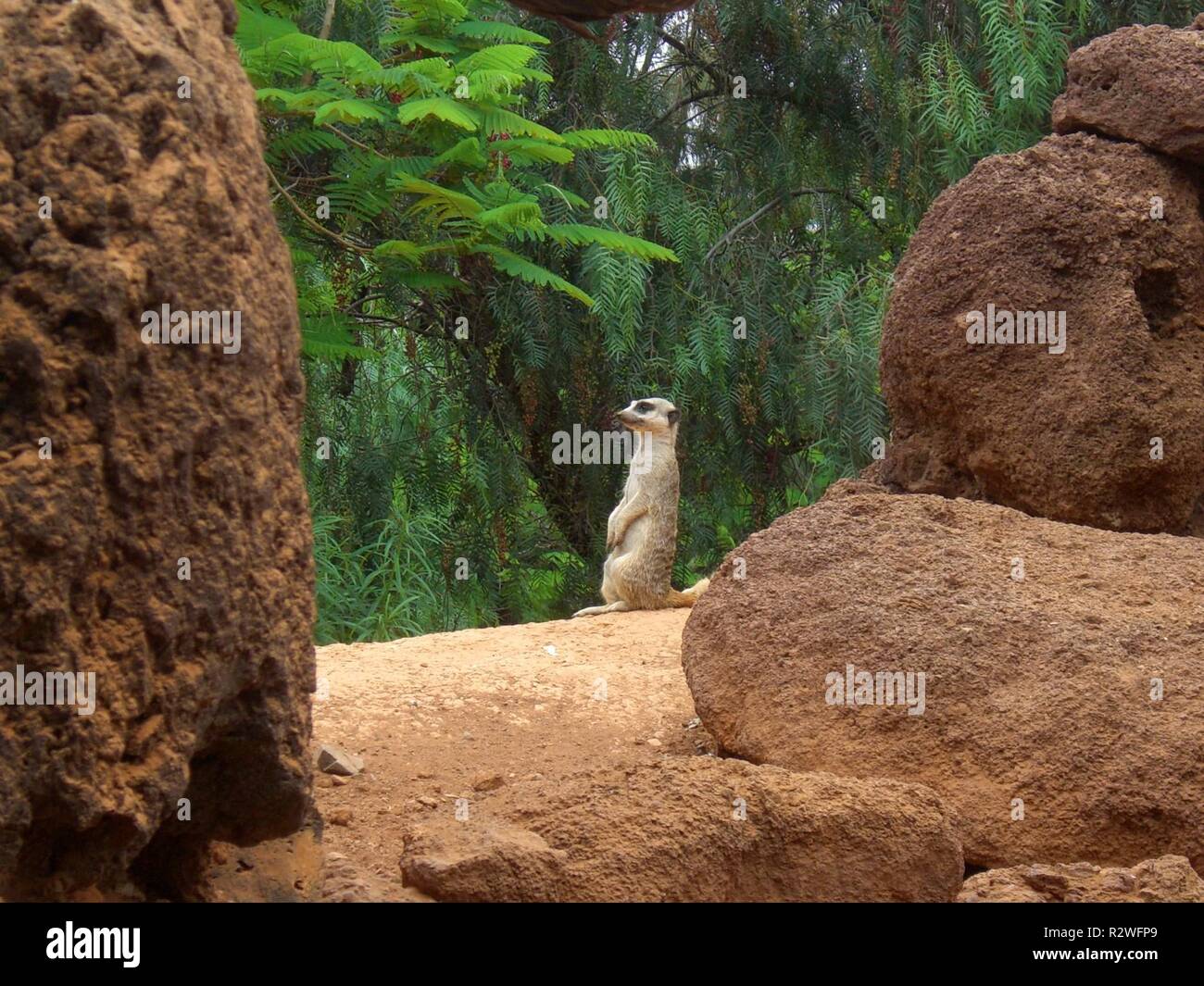 meerkats between rocks Stock Photo