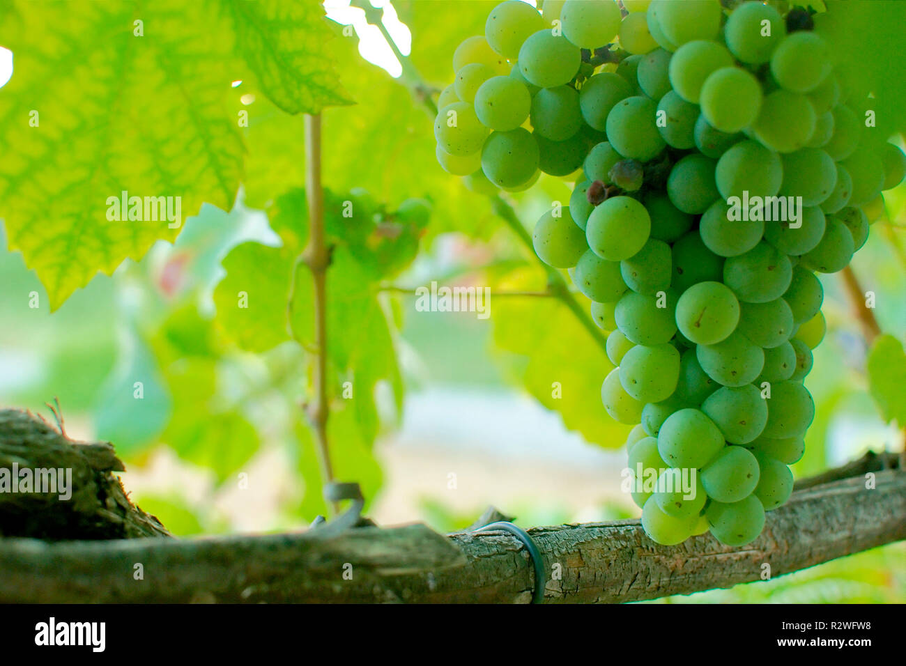 Large vine growing up tree hi-res stock photography and images - Alamy