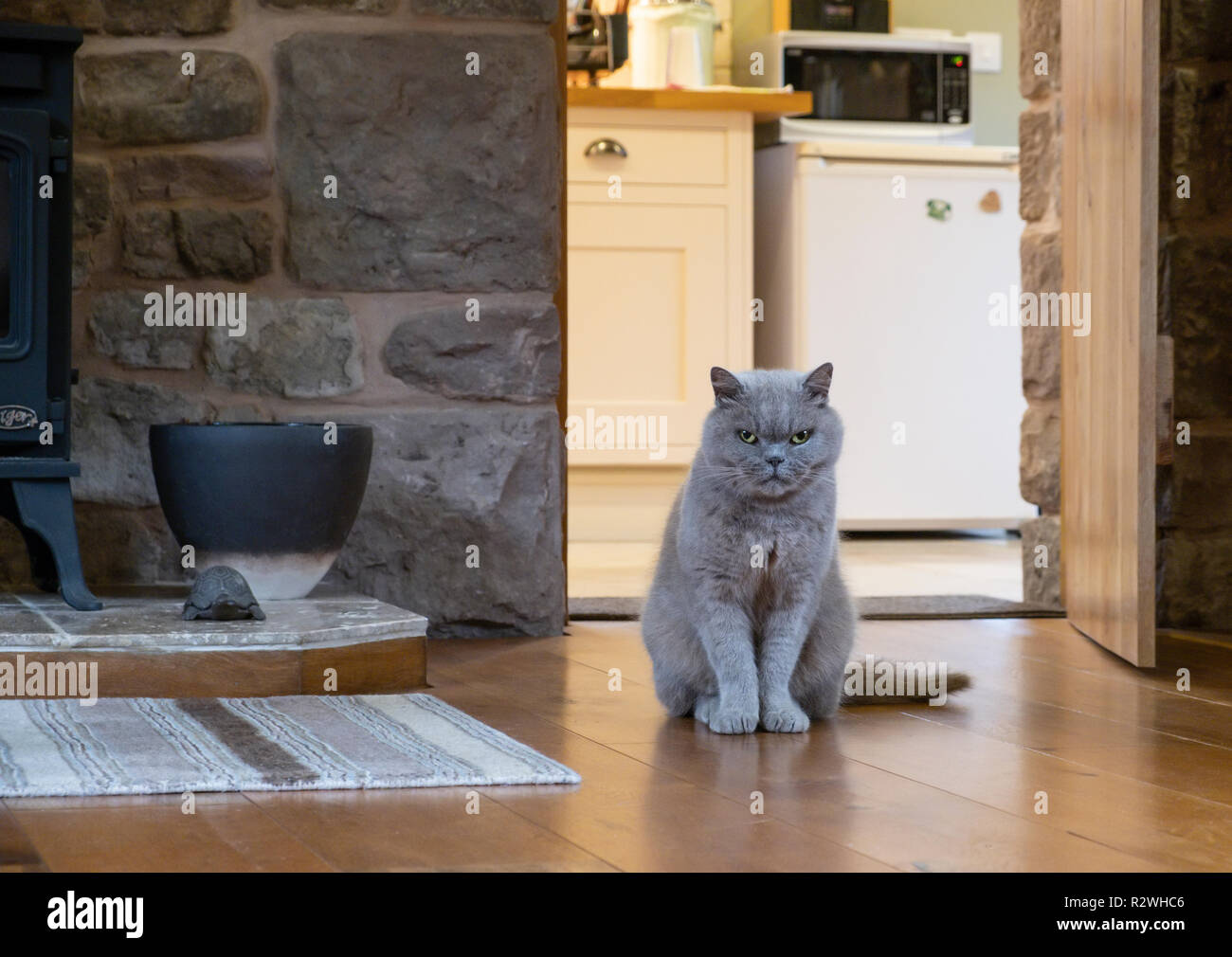 A British blue cat on a wooden floor in the living room. Stock Photo