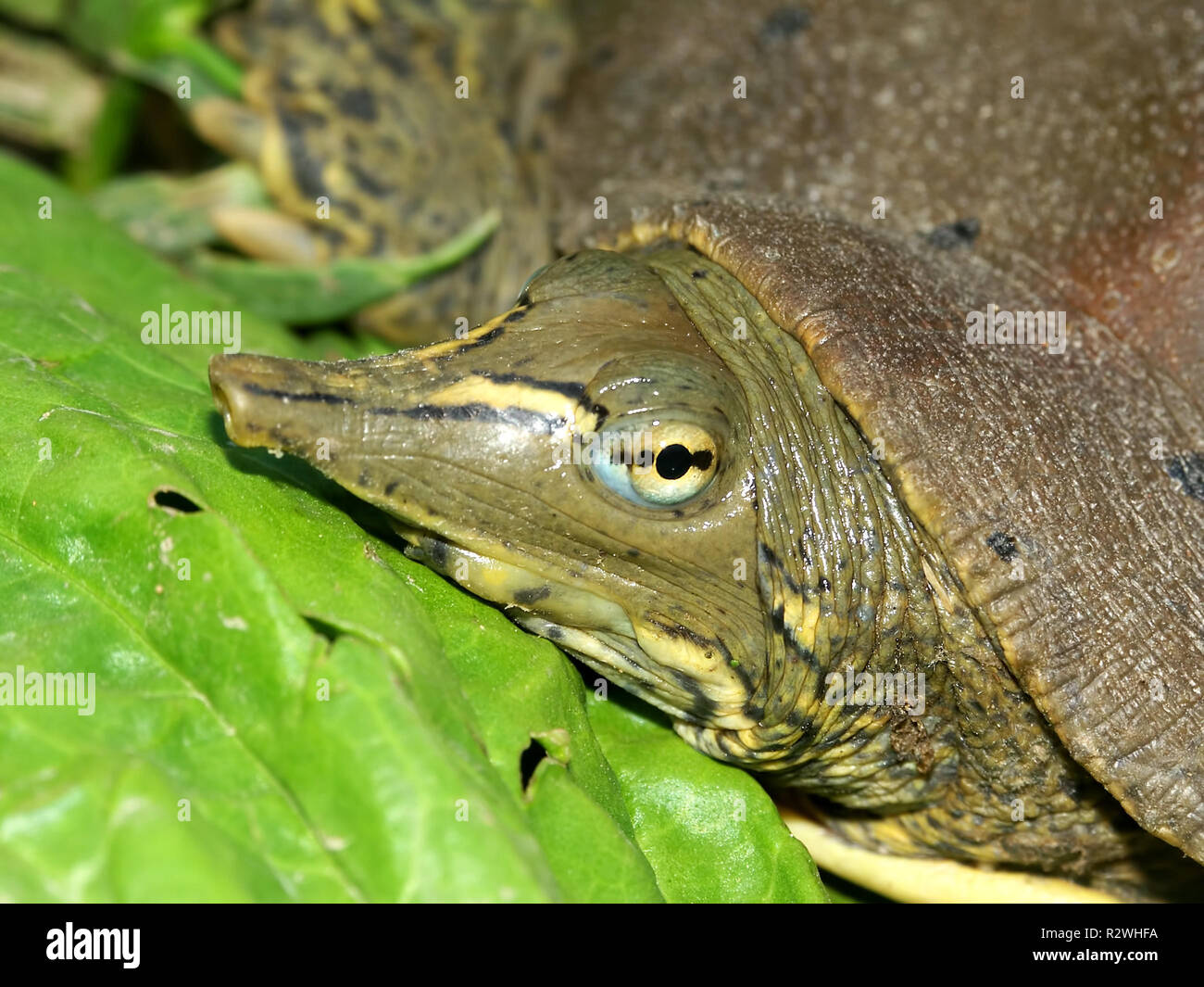 Stock Photo
