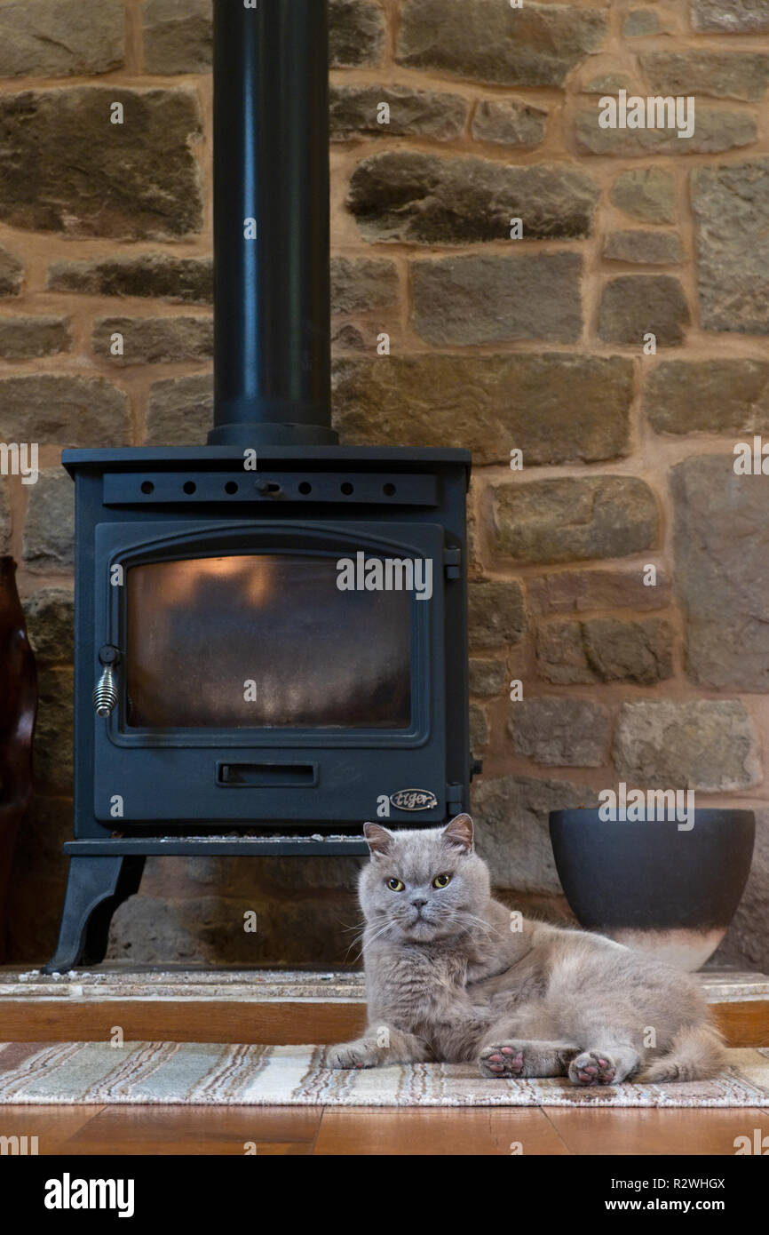 A British blue cat lying in front of a woodburning stove. Stock Photo