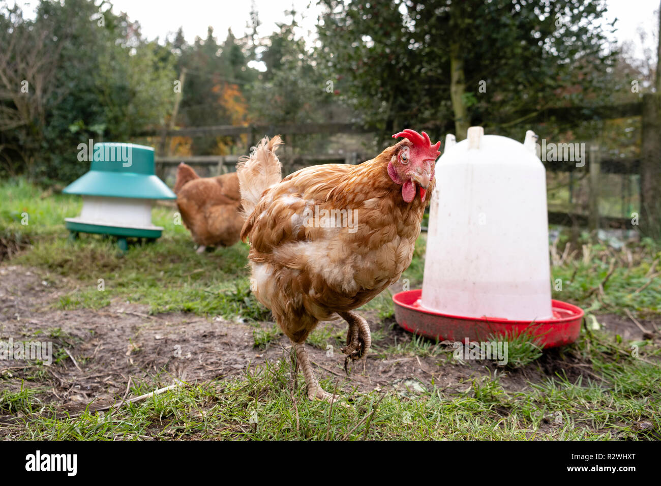 Retired battery hen enjoying the fresh air in her new home. Stock Photo