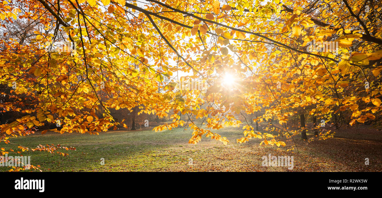 colorful leaves of beech tree in autumn against the light of afternoon sun in the netherlands Stock Photo