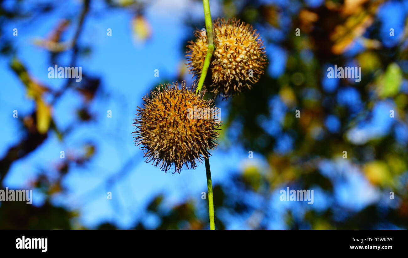 Conkers forest hi-res stock photography and images - Alamy