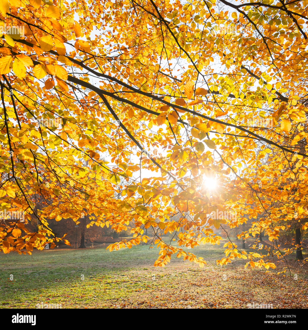 colorful leaves of beech tree in autumn against the light of afternoon sun in the netherlands Stock Photo