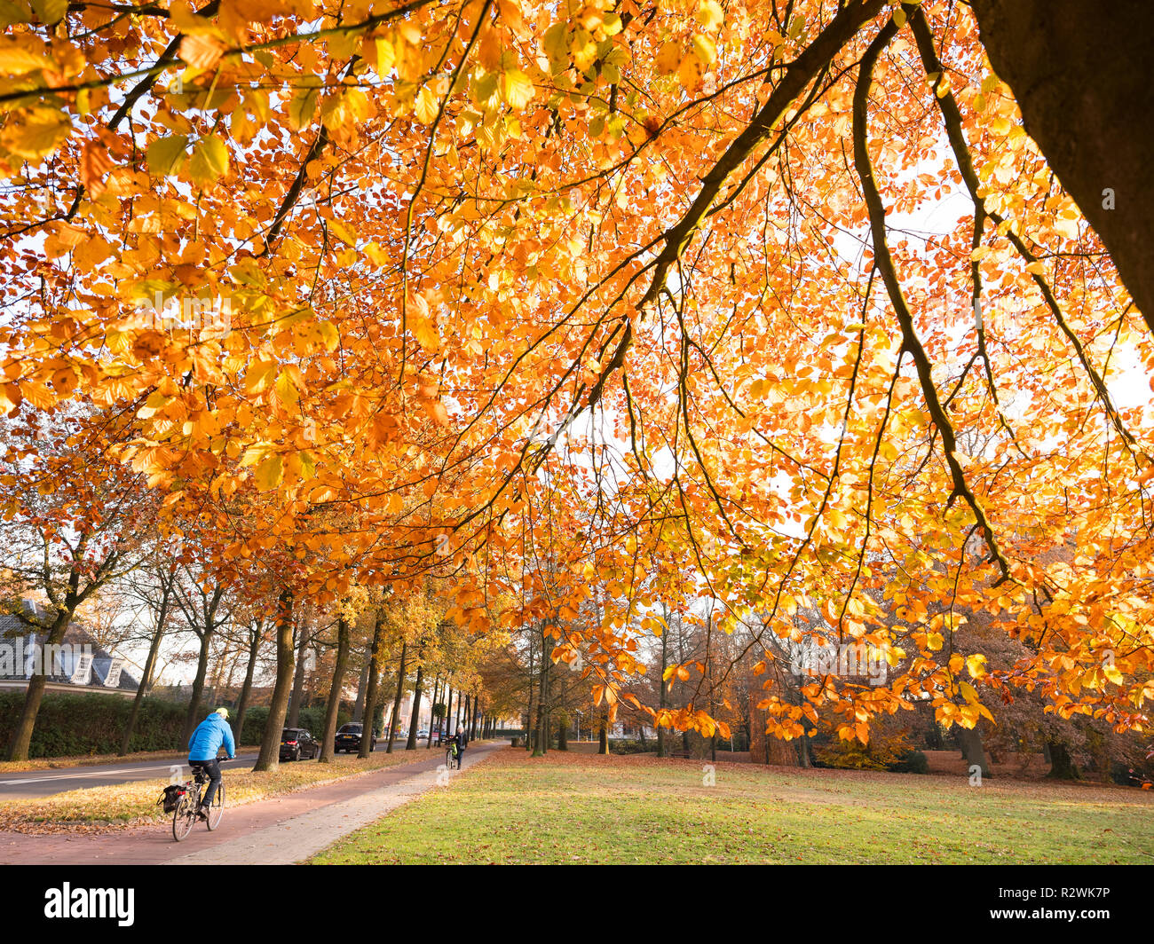 colorful leaves of beech tree in autumn against the light of afternoon sun in the netherlands and person on bicycle passing Stock Photo