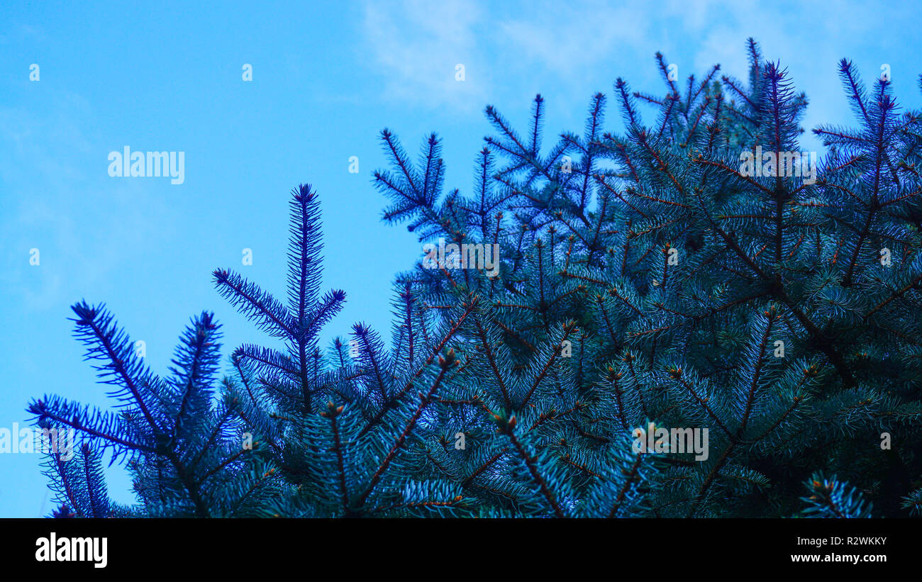 Branches of pine tree hi-res stock photography and images - Alamy