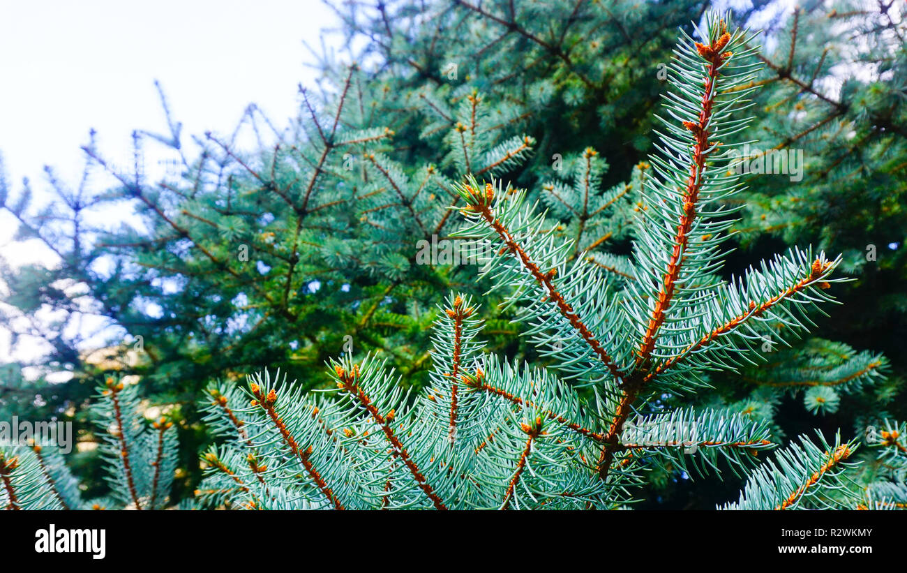 Branches of pine tree hi-res stock photography and images - Alamy