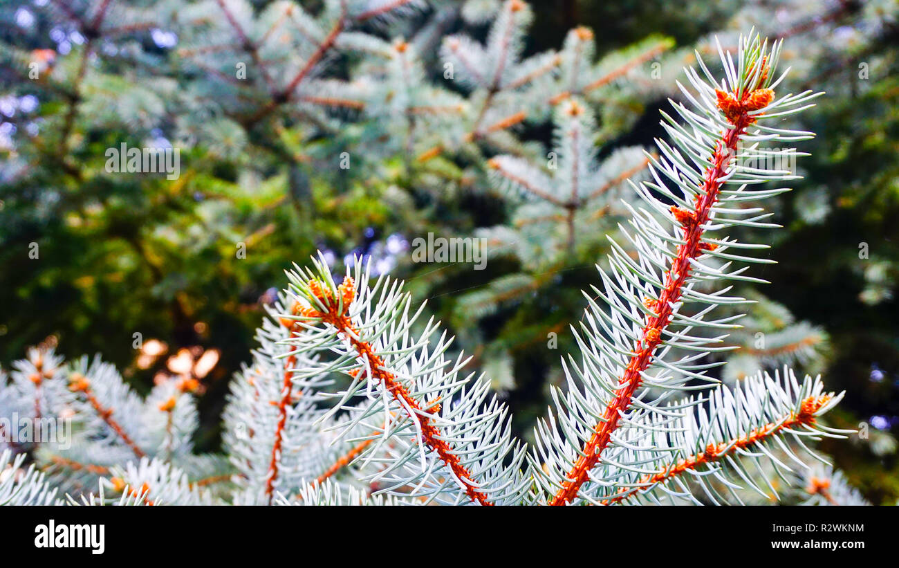 Fir pine branches background hi-res stock photography and images - Alamy