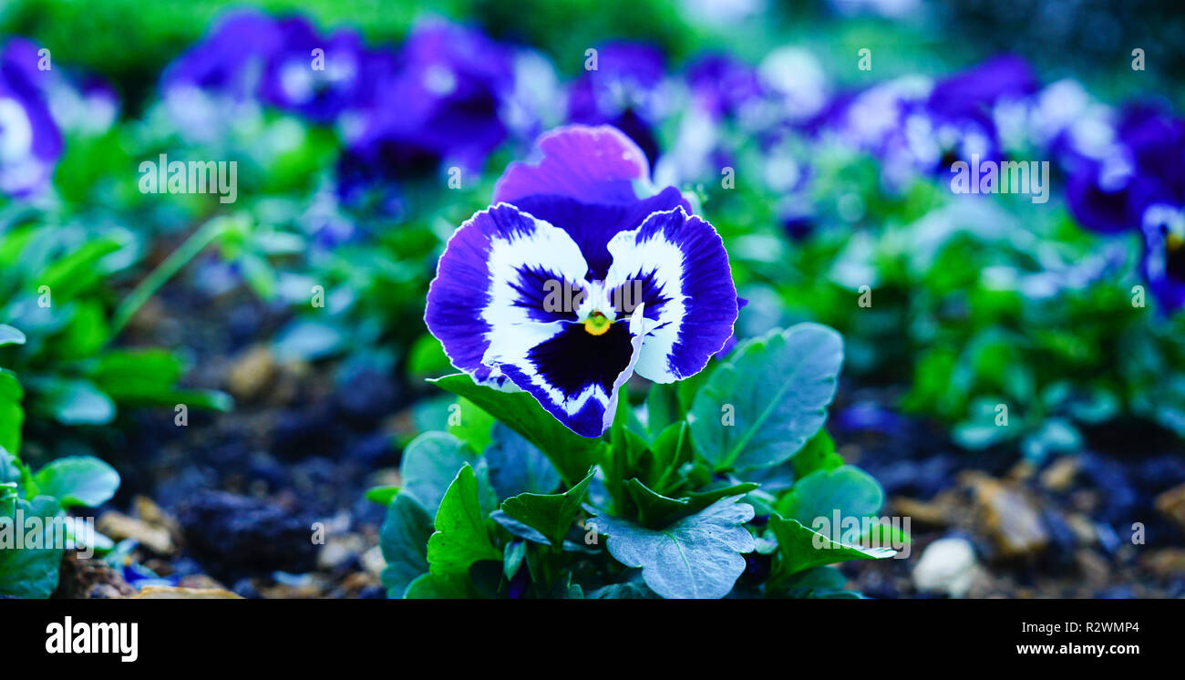 Close up shot of purple violet flower. Stock Photo