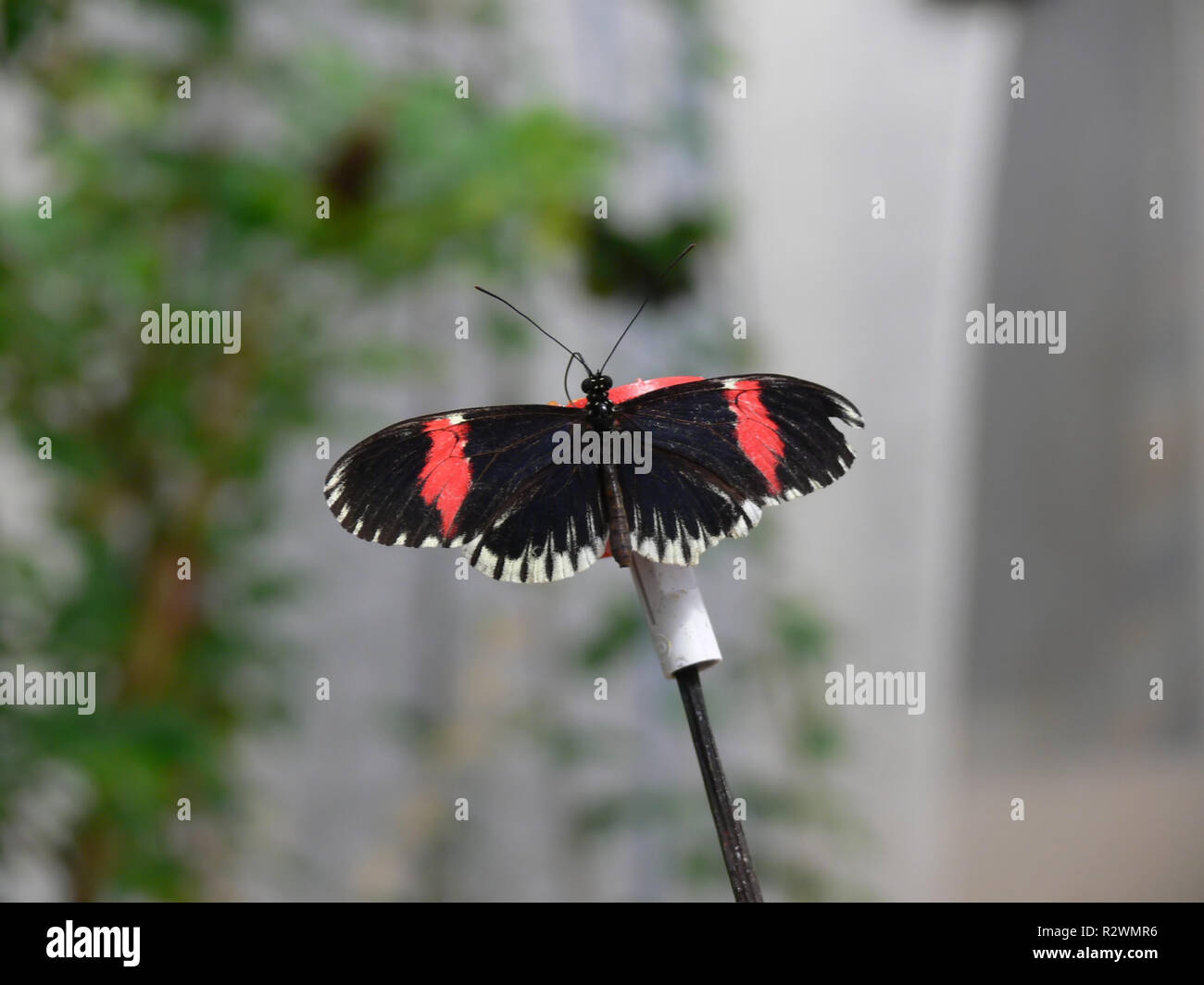 Butterfly gardens hi-res stock photography and images - Alamy