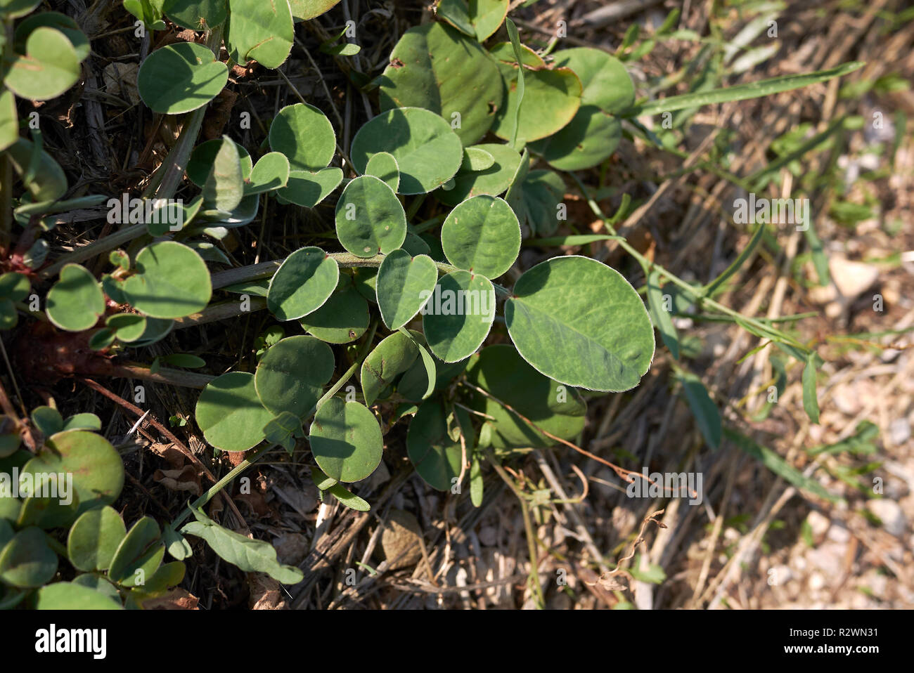 Bituminaria bituminosa close up Stock Photo