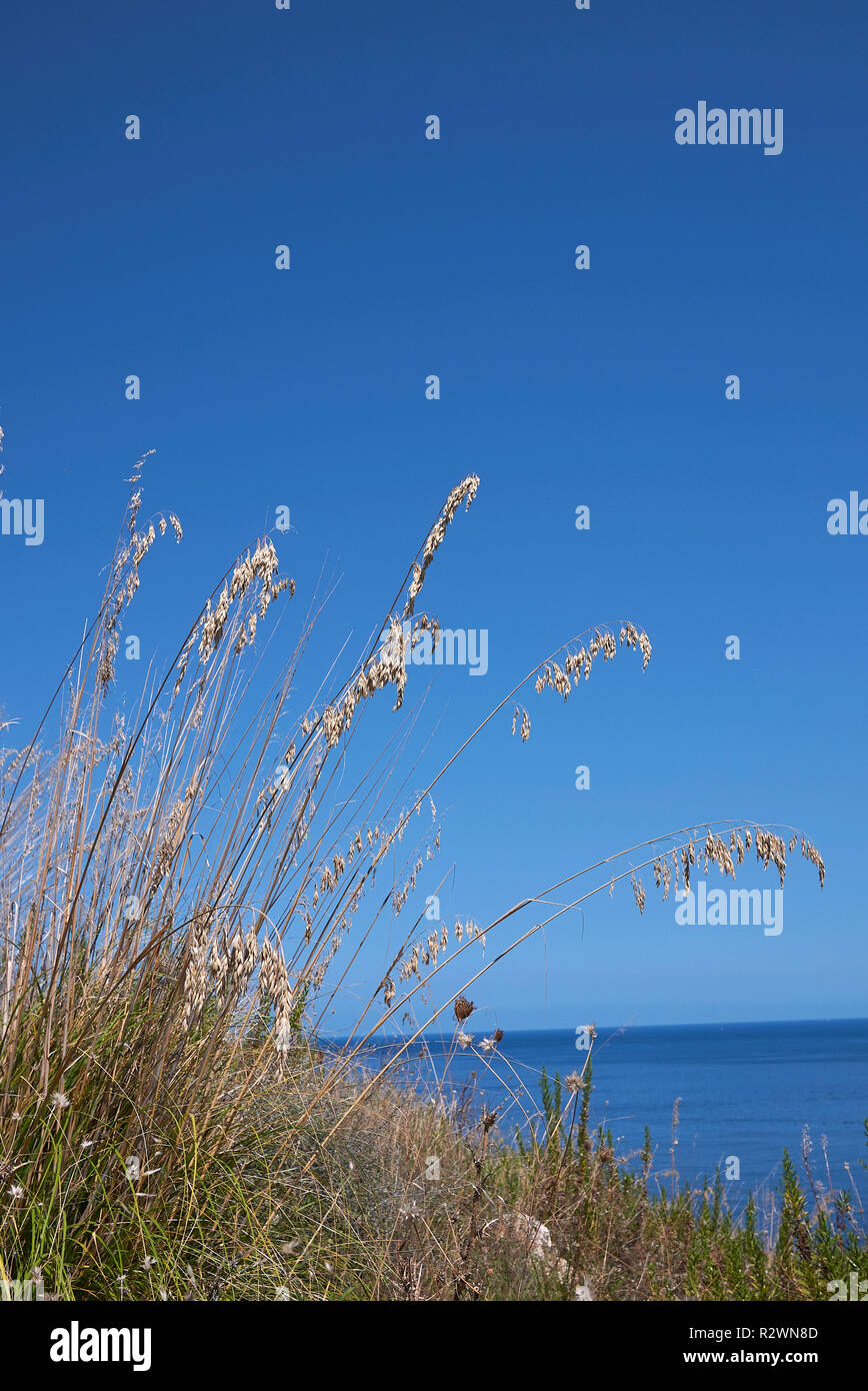 Mauritanicus hi-res stock photography and images - Alamy