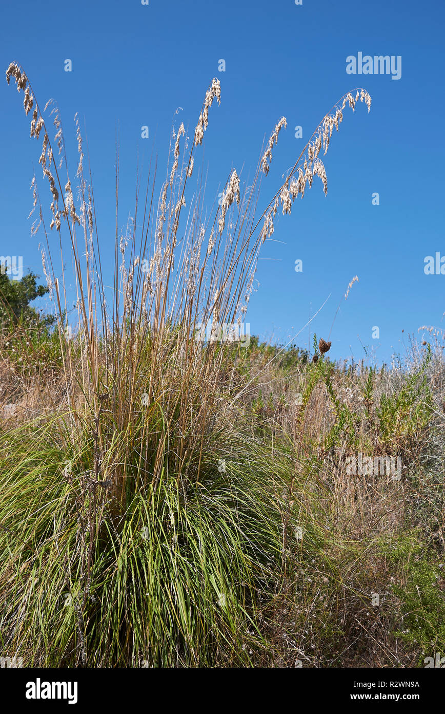 Ampelodesmos mauritanicus Stock Photo Alamy