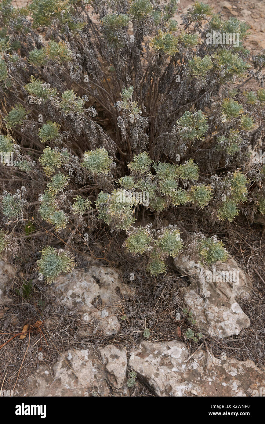 Artemisia arborescens plants in sicily Stock Photo