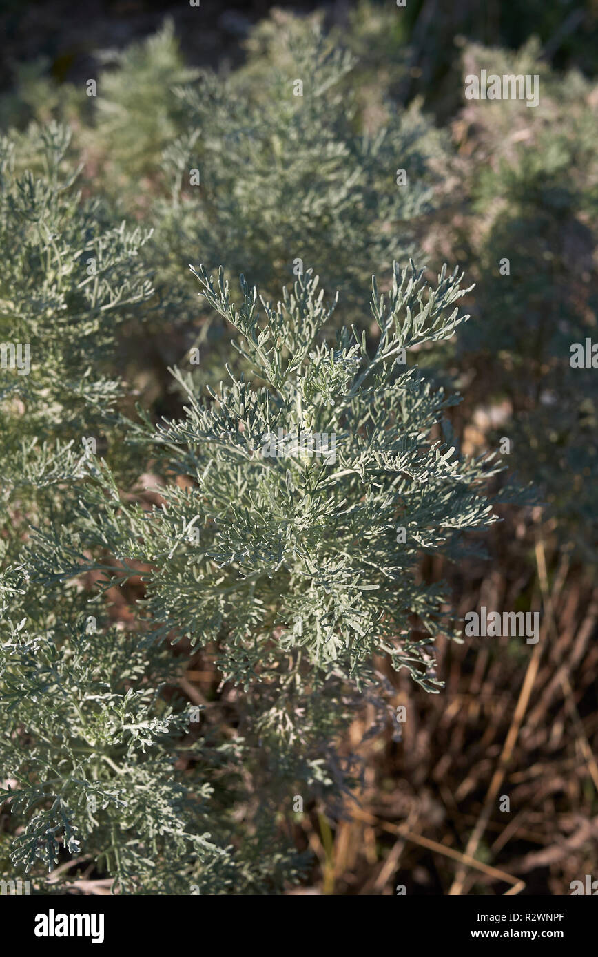 Artemisia arborescens plants in sicily Stock Photo