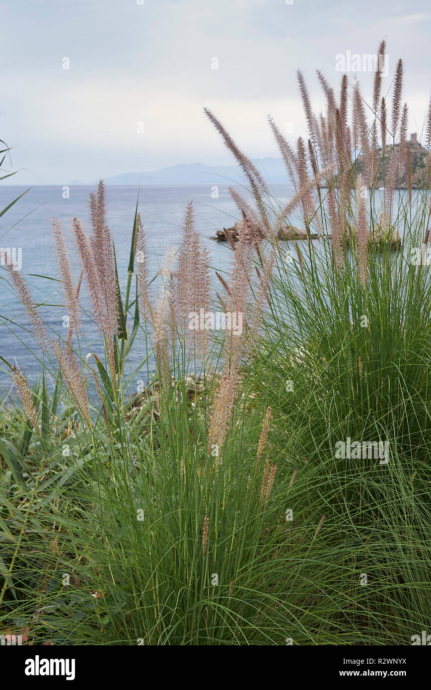 Pennisetum setaceum by the sea Stock Photo