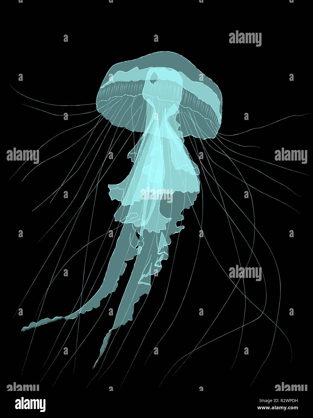 Blue jellyfish on black background, vector illustration Stock Vector