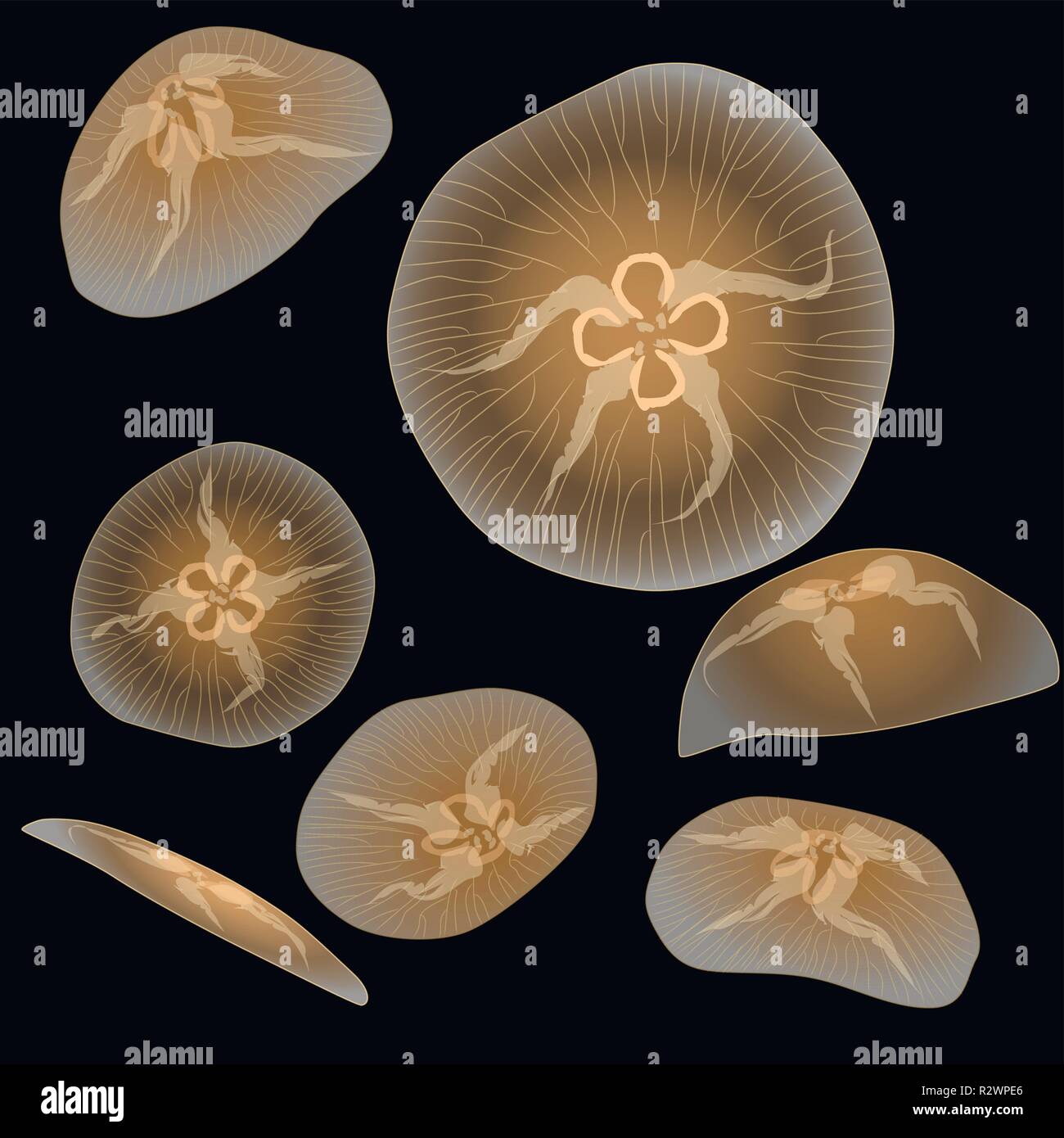 Group of light jellyfishs on black background, vector illustration Stock Vector