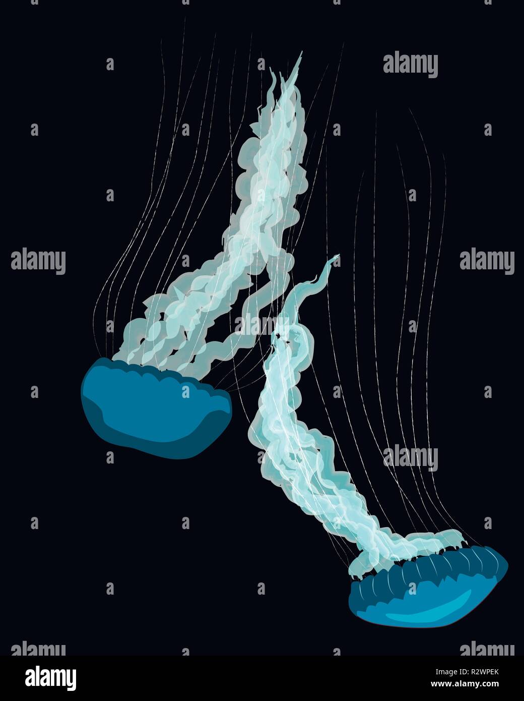 Two blue jellyfishs on black background, vector illustration Stock Vector