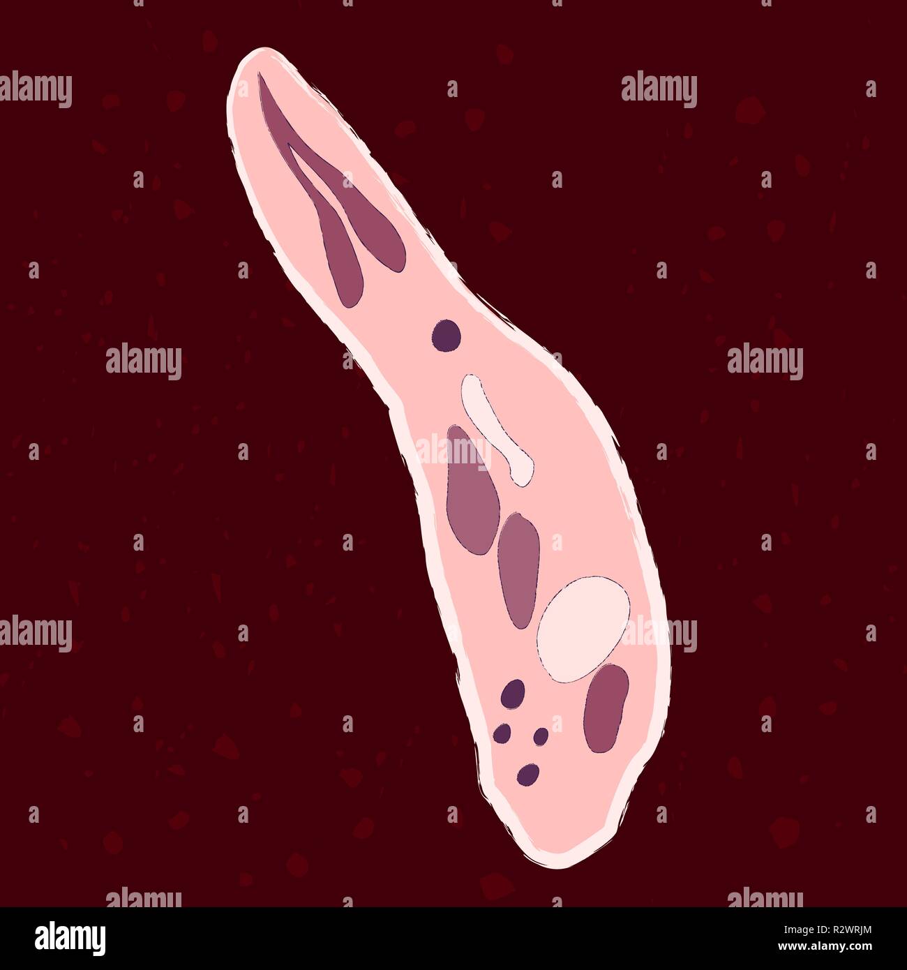 Vector illustration of single-celled eukaryote Apicomplexa, Protozoa Stock Vector