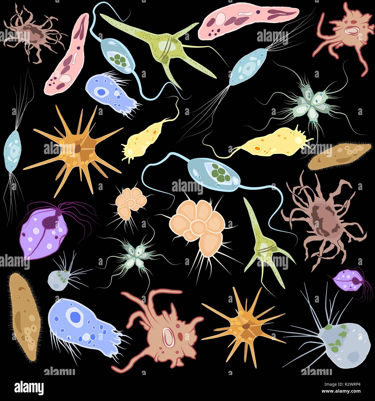 Set of different single-celled eukaryote  Protozoas, Vector illustration Stock Vector