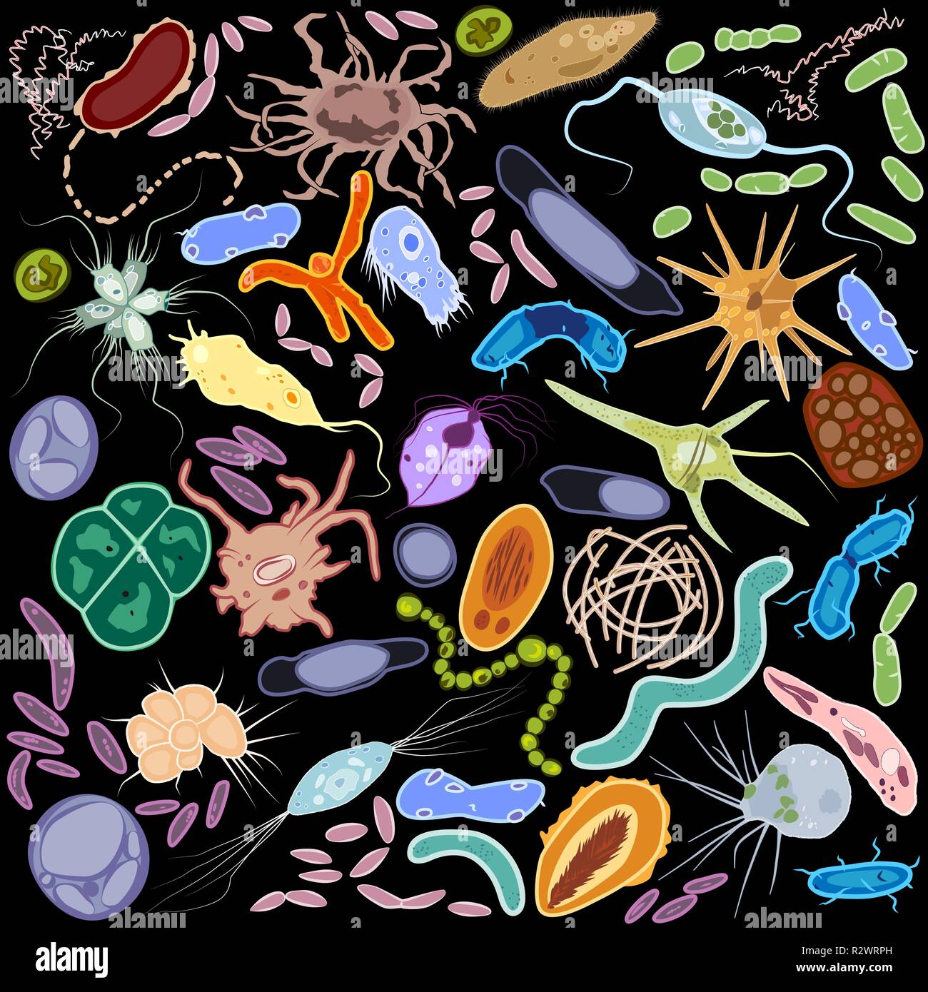 Set of different single-celled eukaryote  Protozoas and prokaryote bacterias, Vector illustration Stock Vector