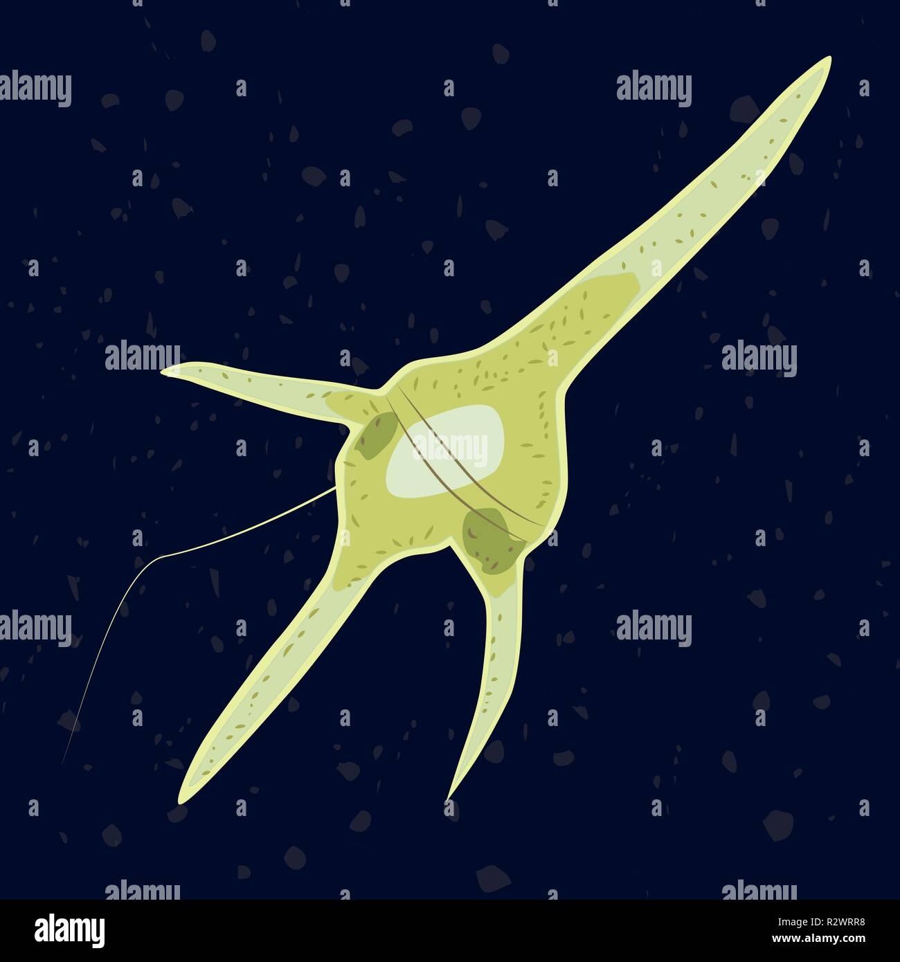 Vector illustration of single-celled eukaryote Dinophyta, Protozoa Stock Vector