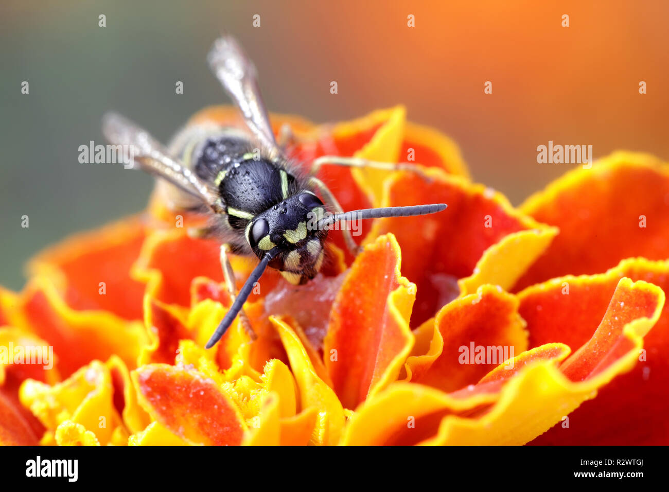 Common yellow-jacket or European wasp, Vespula vulgaris Stock Photo