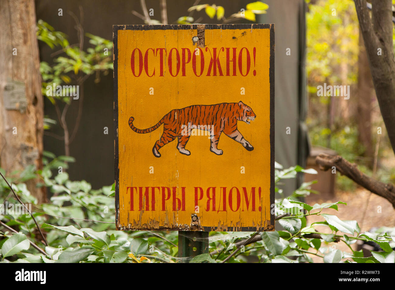 NYC - Bronx - Bronx Zoo: Tiger Mountain, The Siberian Tiger…