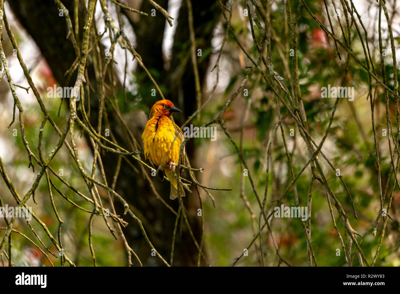 Cape Weaver Bird,  Dundee, Eastern Cape, South Africa Stock Photo