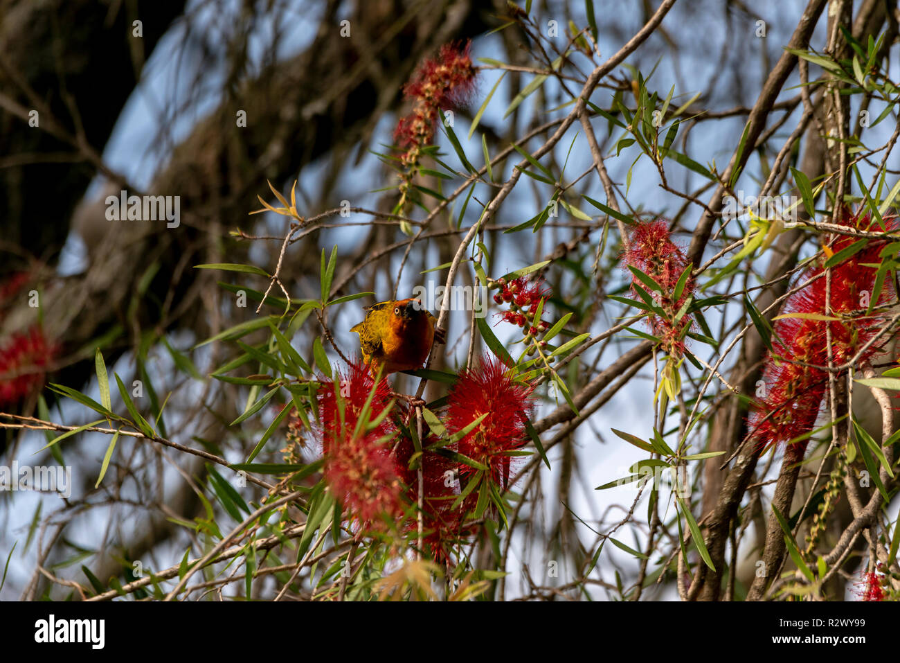 Cape Weaver Bird,  Dundee, Eastern Cape, South Africa Stock Photo