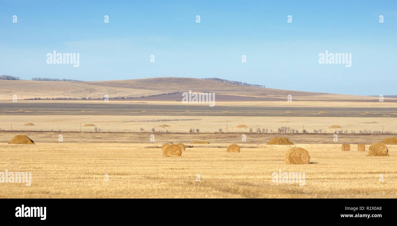Autumn landscape with cleaned agricultural fields and golden hay rolls under blue sky in Khakassia, Russia Stock Photo