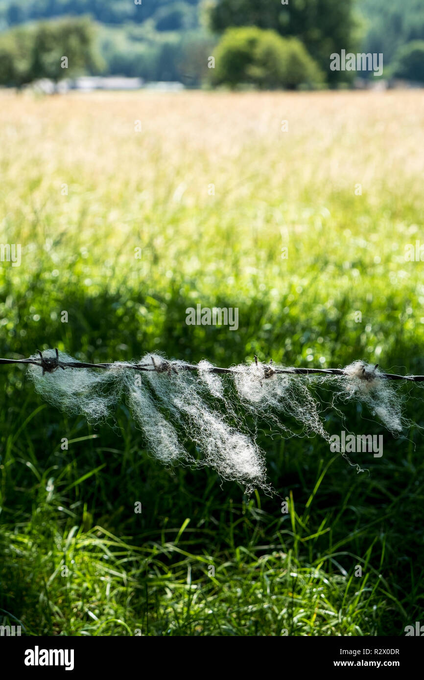 Sheep wool caught on barbed wire, blowing in the breeze of a Summer day, Derbyshire, England, UK Stock Photo