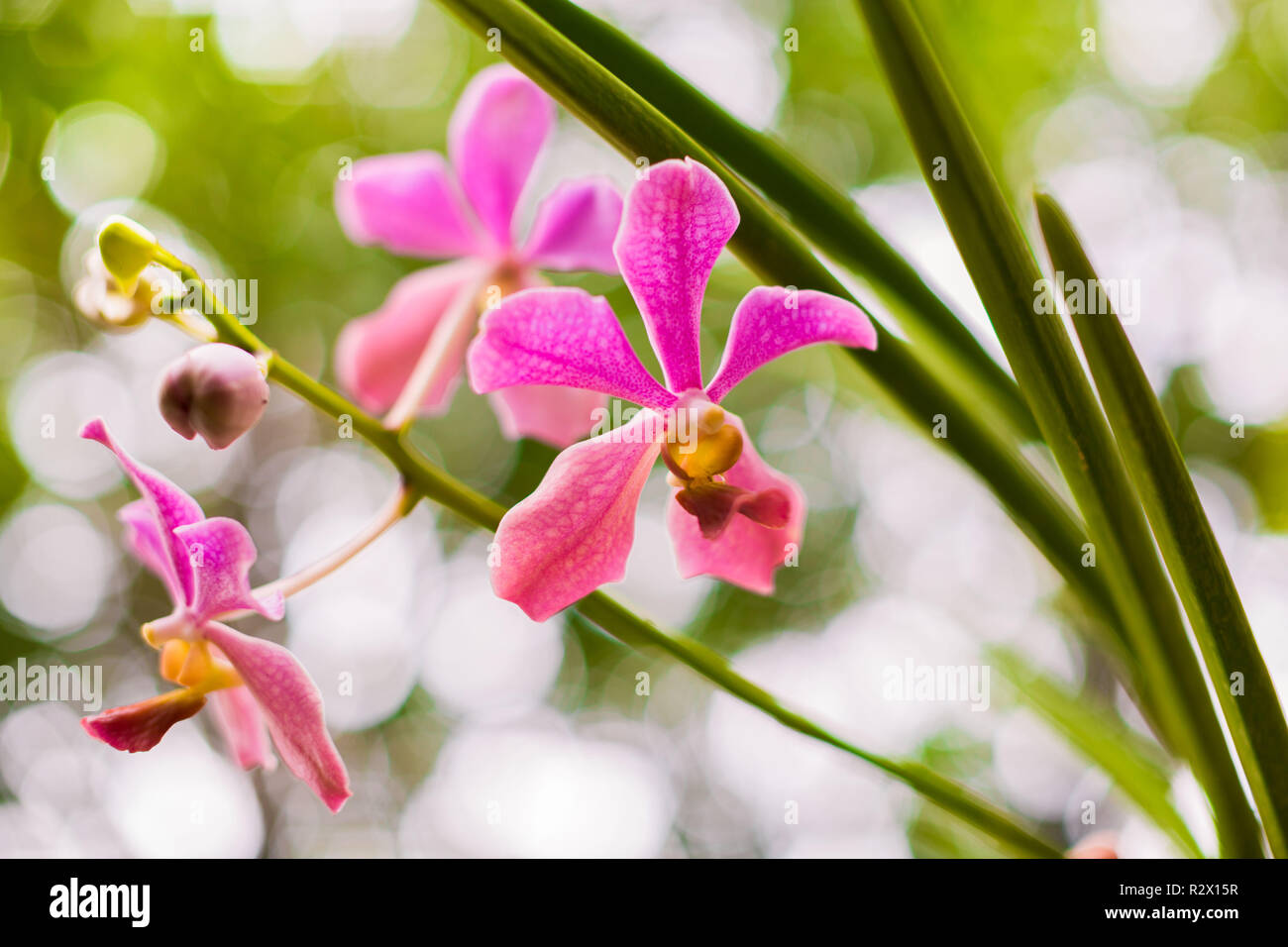 Orchid Of Philippines High Resolution Stock Photography and Images Alamy