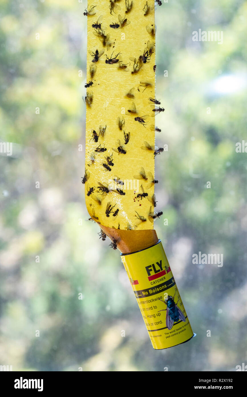 House flies captured on traditional sticky fly paper Stock Photo - Alamy