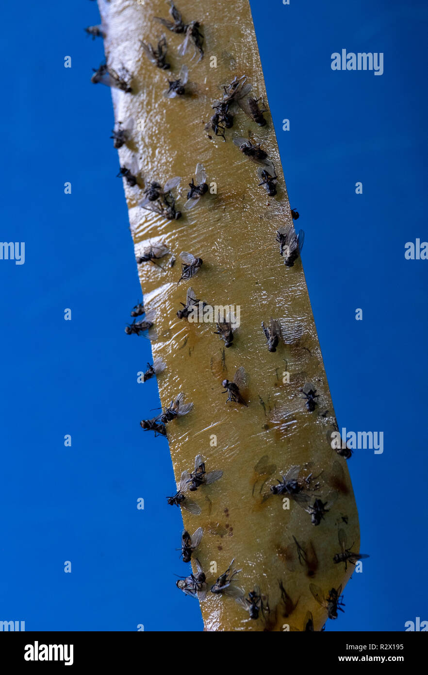 House flies captured on traditional sticky fly paper Stock Photo Alamy
