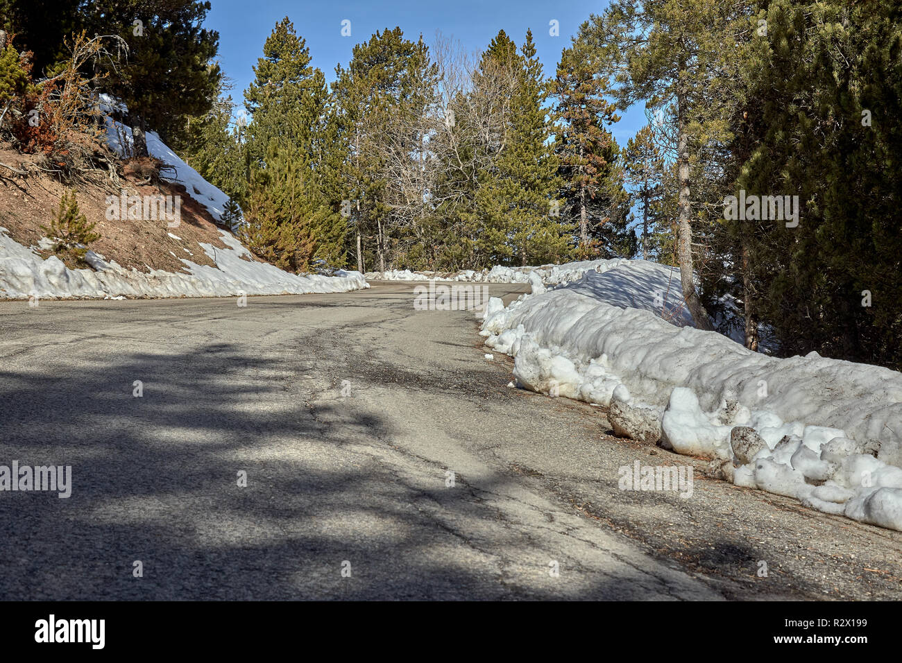 Empty snowy asphalt road on the pine forest Stock Photo - Alamy