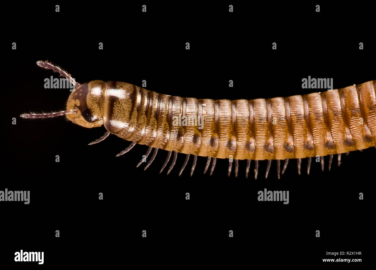 millipede on black background Stock Photo - Alamy