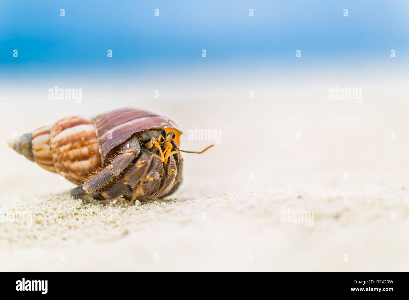 hermit crab on the beach Stock Photo