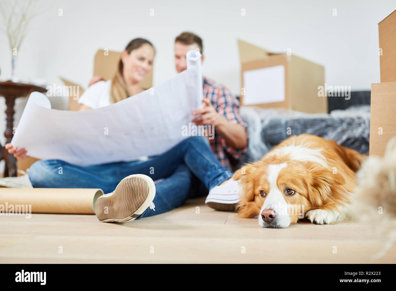 Young couple with dog and drawing plans the house construction before the move Stock Photo