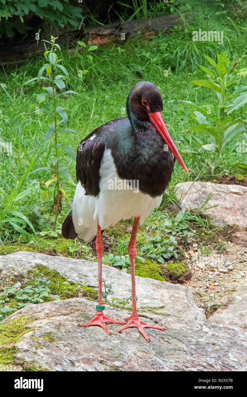 Schwarzstorch Stock Photo