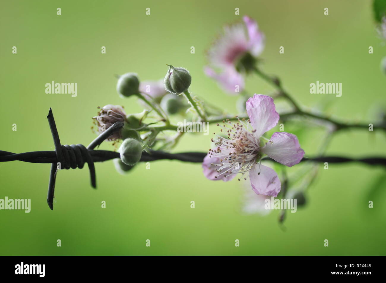 Blackberry plant fence hires stock photography and images Alamy