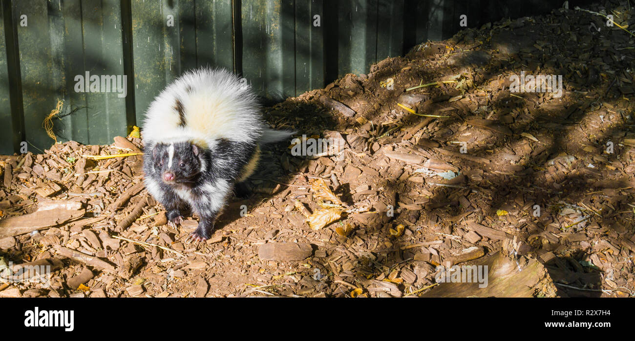 white and black common striped skunk standing and sniffing toward the camera a wild smelly animal from canada Stock Photo