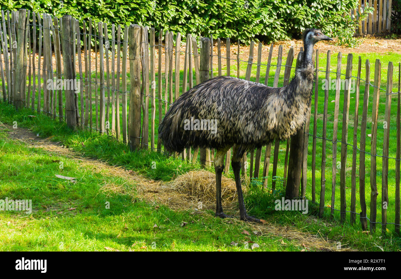 Emu ostrich bird standing in the grass wildlife animal portrait a big bird from australia Stock Photo