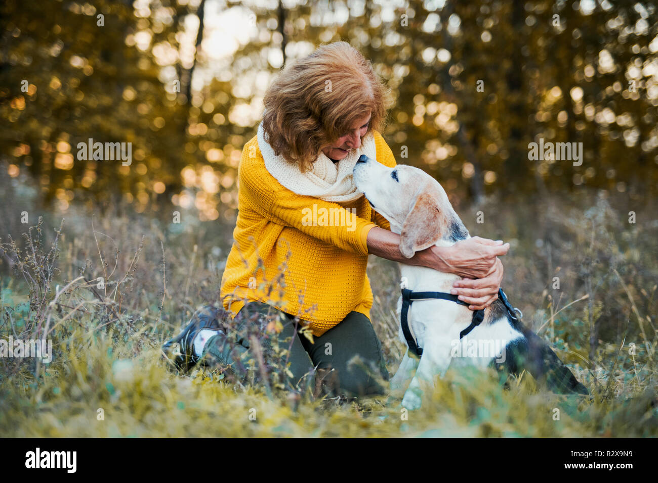 A senior woman with a dog in an autumn nature at sunset. Stock Photo